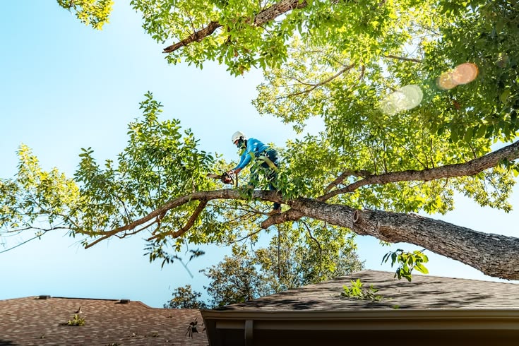 Certified climber trimming a tall tree for Dani Tree Service