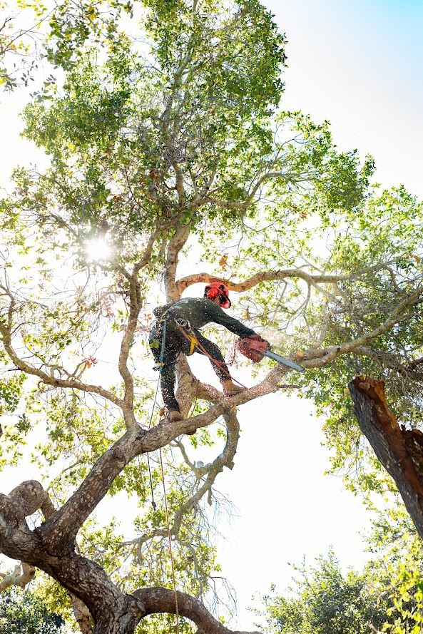 Tree Trimming services in Caseyville, IL