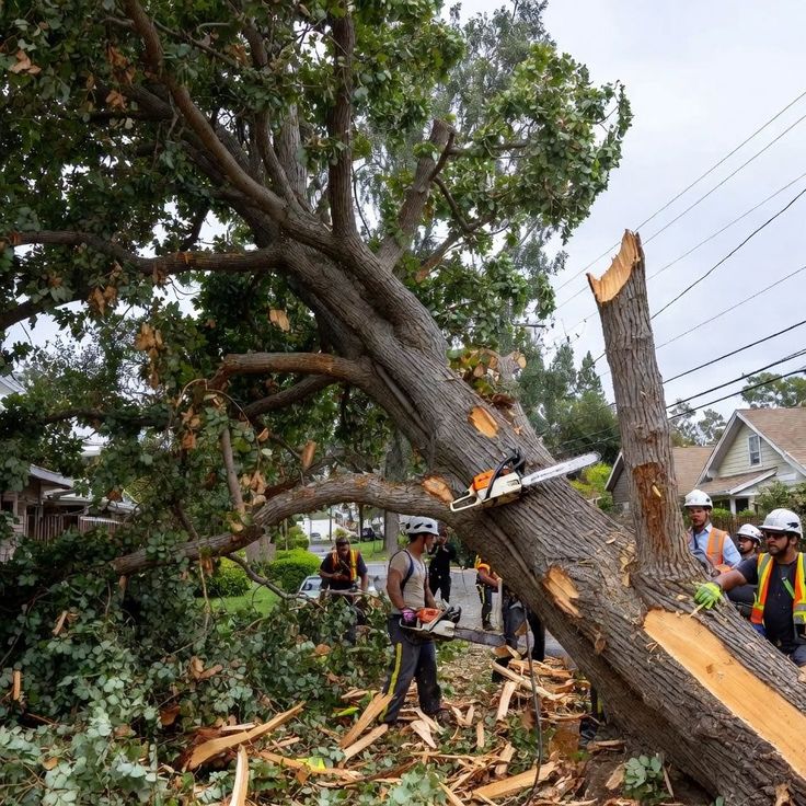 Tree Removal services in Caseyville, IL